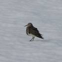 Dunlin in the snow.
